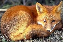 اگر تلفن دم دست آدم باشه هیچ کاری مشکل نیست!