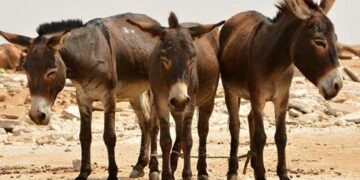 سلاخان الاغ، کباب شدند/گوشت ها در بازار توزیع نشده است