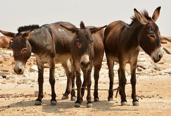 سلاخان الاغ، کباب شدند/گوشت ها در بازار توزیع نشده است