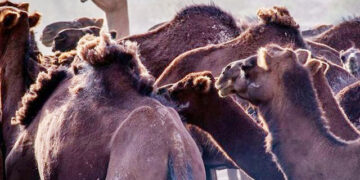 برخورد شبانه پژو ۴٠۵ با شتر در جاده ی جاسک به میناب