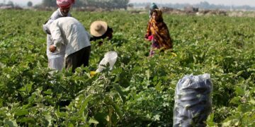 بادمجان بلا زده هرمزگان اصلاح الگوی کشت راهکار جلوگیری از زیان است