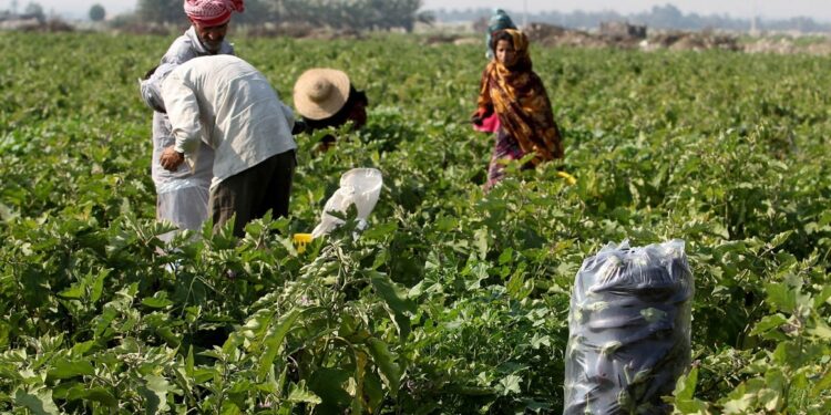 بادمجان بلا زده هرمزگان اصلاح الگوی کشت راهکار جلوگیری از زیان است