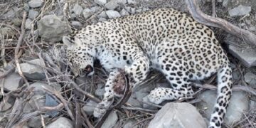 پس از قطع امید دامپزشکان؛ دست چپ پلنگ هرمزگان قطع شد