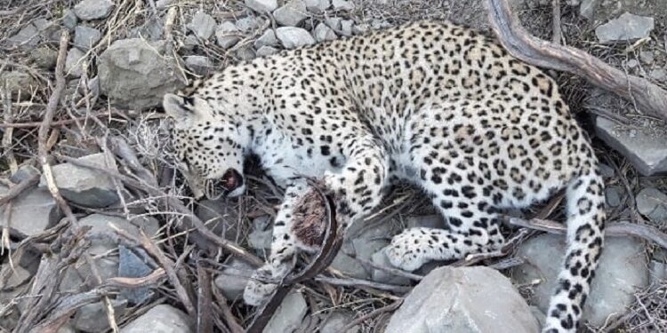 پس از قطع امید دامپزشکان؛ دست چپ پلنگ هرمزگان قطع شد