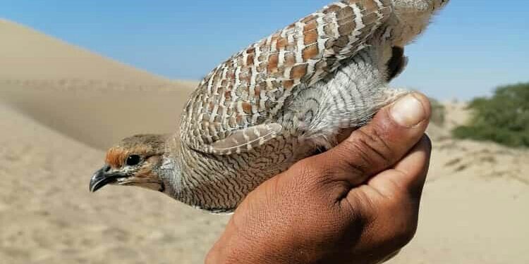 نگرانی از شکار بی رویه کپنجیر در لیردف جاسک