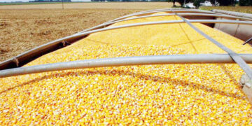 مرغداران هرمزگان با مشکل نهاده دامی مواجه هستند