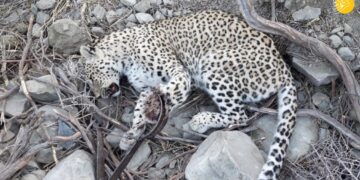 گونه های نادر حیات وحش قربانی خلاء های قانونی