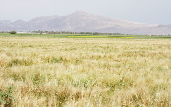 مدیر حفظ نباتات جهادکشاورزی هرمزگان: مبارزه ۵۸۰ هکتاری با علفهای هرز مزارع کلزا و گندم