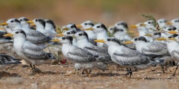 مدیرکل دامپزشکی هرمزگان: موردی از آنفلوانزای فوق حاد پرندگان در هرمزگان مشاهده نشده است