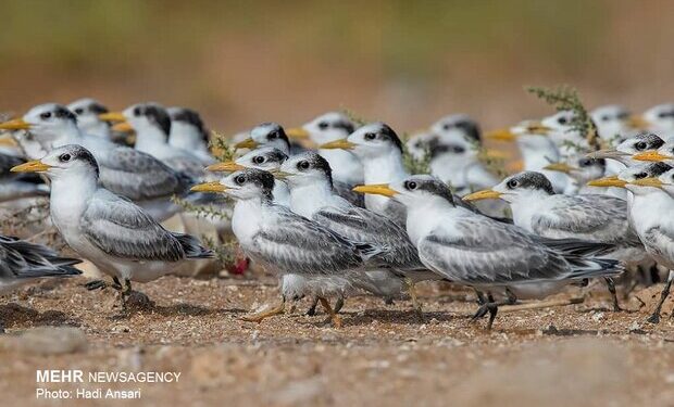 مدیرکل دامپزشکی هرمزگان: موردی از آنفلوانزای فوق حاد پرندگان در هرمزگان مشاهده نشده است
