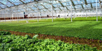 428طرح در بخش کشاورزی هرمزگان به  بهره برداری می رسد