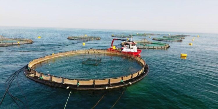 معاون آبزی پروری شیلات هرمزگان:  بیش از4000 تن ماهی درقفس تولید شد