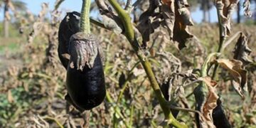 سرما کشاورزان هرمزگانی را غافلگیر کرد تداوم سرما طی هفته جاری نگرانی کشاورزان را افزایش داده است