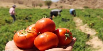 عضو هیات علمی مرکز تحقیقات کشاورزی هرمزگان: بیماری پوسیدگی میوه‌های گوجه‌فرنگی در برخی گلخانه‌ها دیده شد