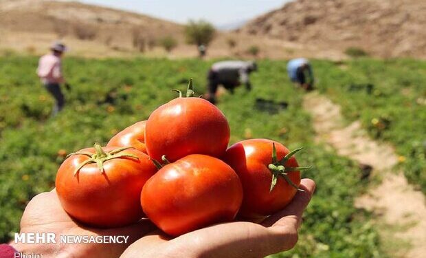 عضو هیات علمی مرکز تحقیقات کشاورزی هرمزگان: بیماری پوسیدگی میوه‌های گوجه‌فرنگی در برخی گلخانه‌ها دیده شد