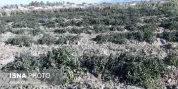 سرما بیش از 640 میلیارد ریال به کشاورزان مینابی خسارت وارد کرد