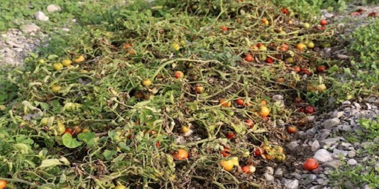 سرما ۹۰ میلیارد ریال به مزارع گوجه فرنگی پارسیان خسارت وارد کرد