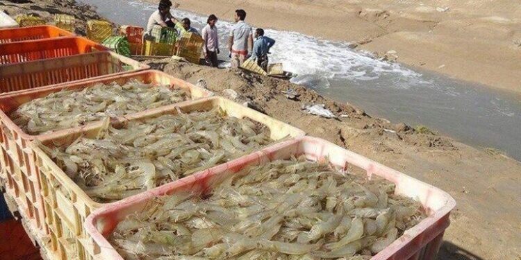 معاون هماهنگی امور اقتصادی استانداری هرمزگان: موانع واگذاری اراضی پرورش میگوی منطقه کرگان میناب برطرف می‌شود