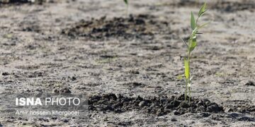کشت 500 اصله نهال حرا در ساحل سورو بندرعباس