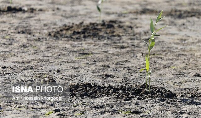 کشت 500 اصله نهال حرا در ساحل سورو بندرعباس