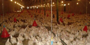 سرپرست معاونت بهبود تولیدات دامی جهادکشاورزی هرمزگان: هیچ مشکلی در تامین گوشت مرغ وجود ندارد