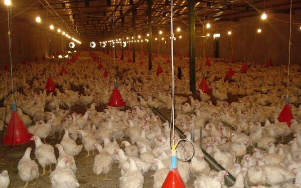 سرپرست معاونت بهبود تولیدات دامی جهادکشاورزی هرمزگان: هیچ مشکلی در تامین گوشت مرغ وجود ندارد