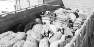 ناکامی قاچاقچیان احشام در بستک