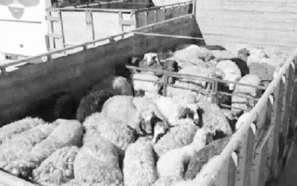 ناکامی قاچاقچیان احشام در بستک