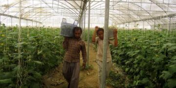 پیشنهاد استقرار معتادان در گلخانه ها برای کسب درآمد