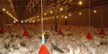 خیز جهادکشاورزی جهت کشتار ۱۰ تن مرغ گرم مازاد بر نیاز