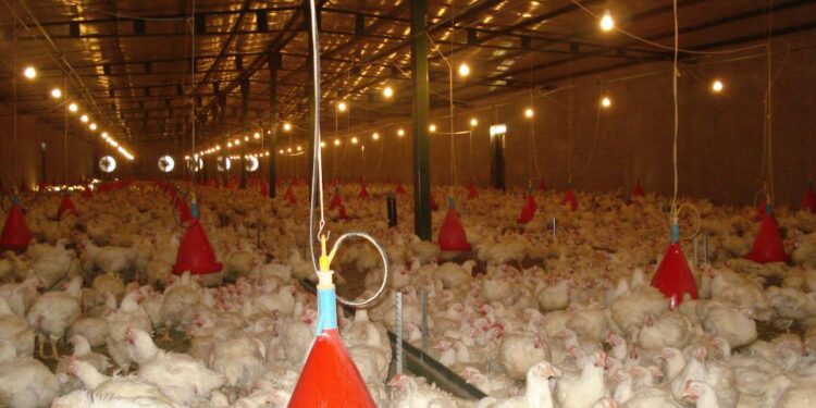 خیز جهادکشاورزی جهت کشتار ۱۰ تن مرغ گرم مازاد بر نیاز