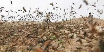 ملخ های صحرایی میهمان ناخوانده  استان های جنوب کشور