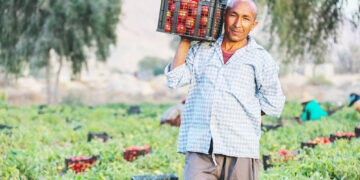 تلاش های اتاق بازرگانی برای رفع موانع: تسهیل صادرات گوجه فرنگی امید را به کشاورزان بر  می گرداند