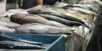 قیمت گذاری رسمی آبزیان در هرمزگان اعلام شد