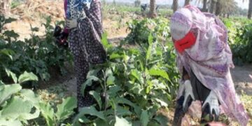 به باغات رودان رحم کنید