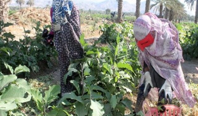 به باغات رودان رحم کنید