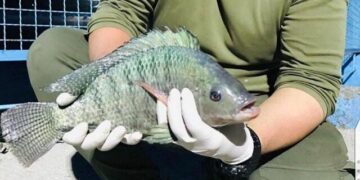 تیلاپیاها پرواز نمی کنند، مساله این است!