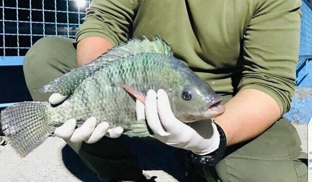 تیلاپیاها پرواز نمی کنند، مساله این است!