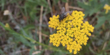 قهرمانان پنهان نجات‌دهنده طبیعت!