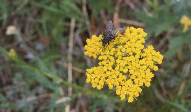 قهرمانان پنهان نجات‌دهنده طبیعت!