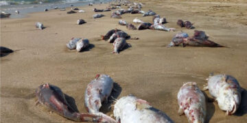 صف ماهیان مرده  در روز طبیعت