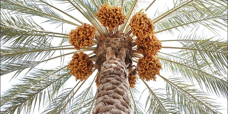 رطب نوبرانه