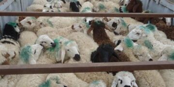 44رأس احشام قاچاق در بندرلنگه