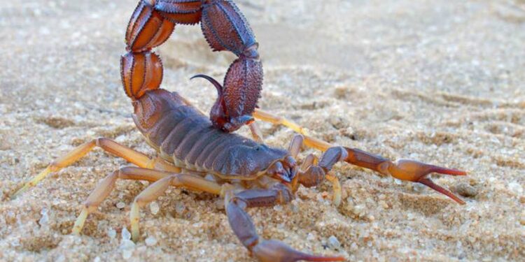 ورود دادگستری هرمزگان به موضوع عدم وجود پادزهرعقرب در خانه های بهداشت روستایی