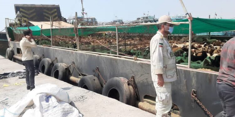 توقیف محموله بزرگ دام قاچاق در جزیره کیش