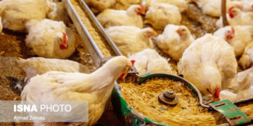 مرغ مسیر صعودی را در پیش گرفت