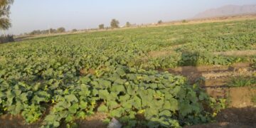 اقدامات جهاد کشاورزی جاسک در حمایت از کشاورزان دهستان سورک