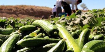 خیار هشتبندی در چنبره دلالان