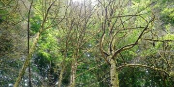 شروع پلاک گذاری درختان شهر بندرعباس