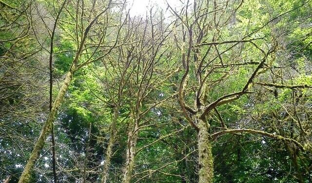 شروع پلاک گذاری درختان شهر بندرعباس